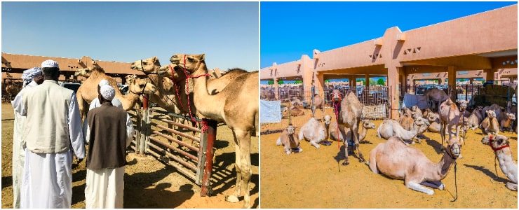 Al Ain Camel Market