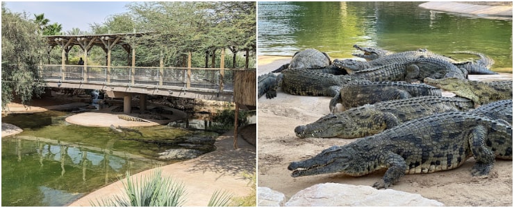 Dubai Crocodile