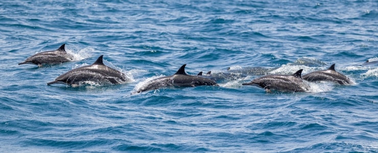Enjoy dolphin Spotting in Muscat