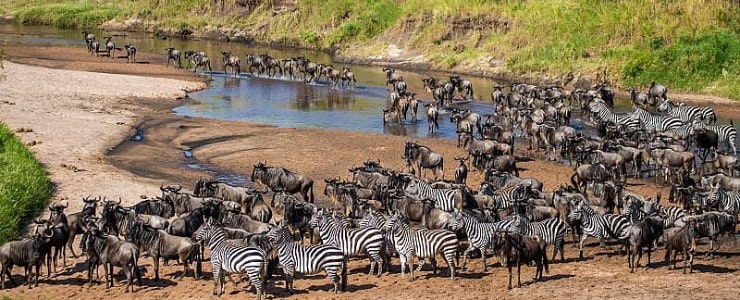 Get a glimpse of Great Migration