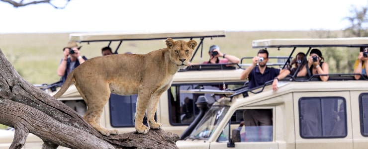 Safari In Serengeti Tanzania