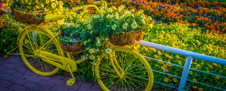 Sunflower Field in Miracle Garden