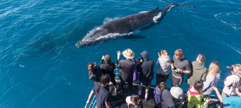 Whale Watching