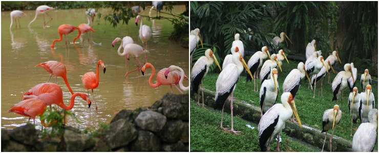 Kuala Lumpur Bird Park