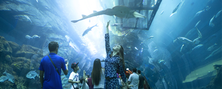 dubai aquarium underwater zoo