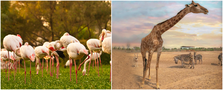Al Areen Wildlife Park & Reserve