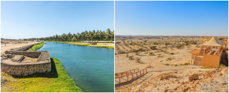 frankincense groves in wadi dawkah oman