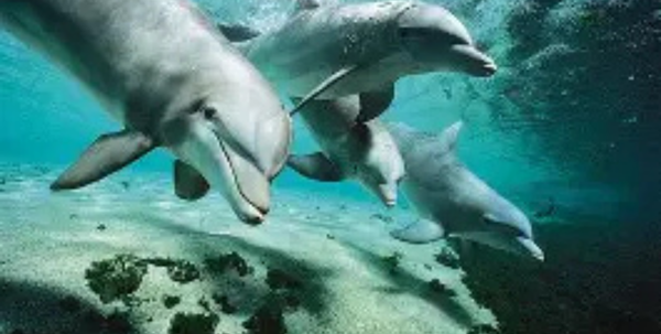 Sea World ONE Dolphin Presentation