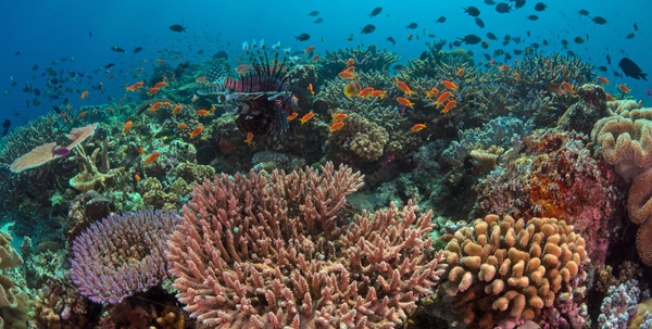 Coral Adventurer Papua New Guinea grounding
