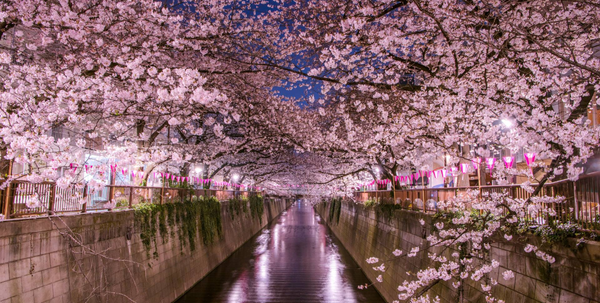 Japan cherry blossom tourism
