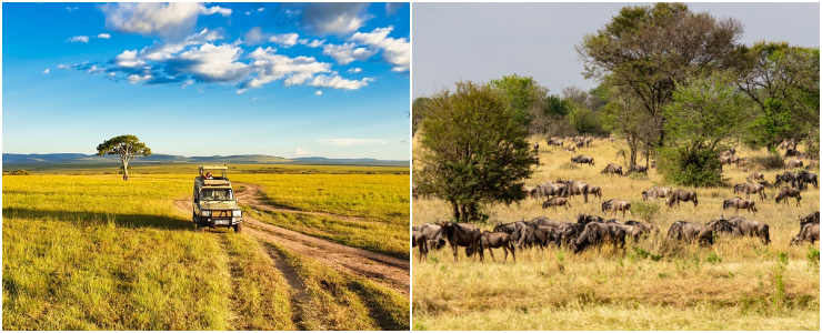 Africa's Safari Circuit: Still the Gold Standard