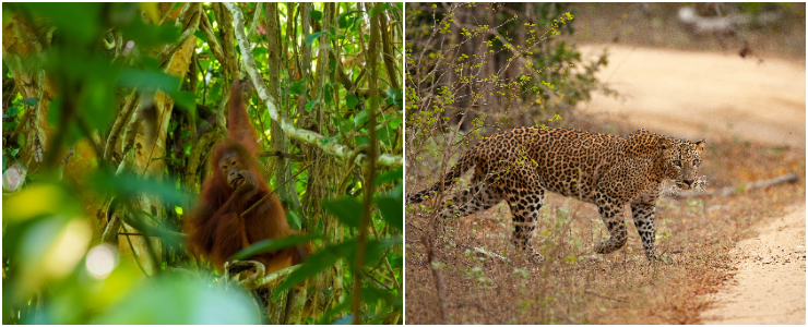 Southeast Asia: The Underrated Biodiversity Powerhouse
