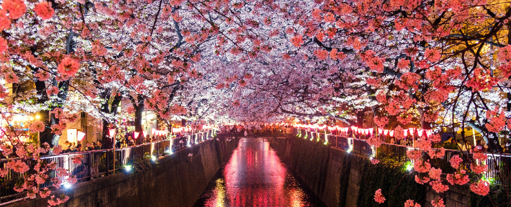 Cherry Blossom Season in Japan