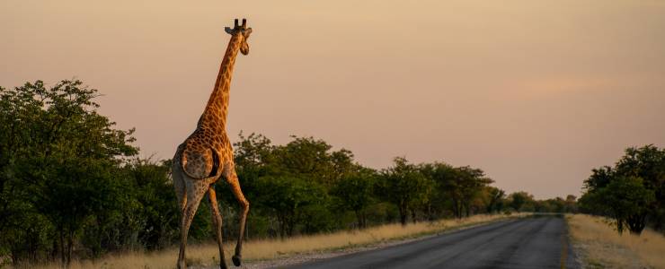 Namibia's Etosha National Park 