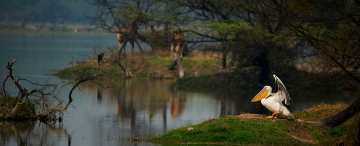 Bharatpur Bird Sanctuary 