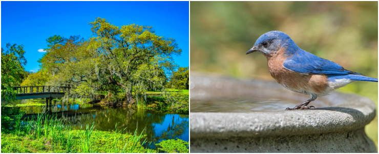 the wild side of louisiana