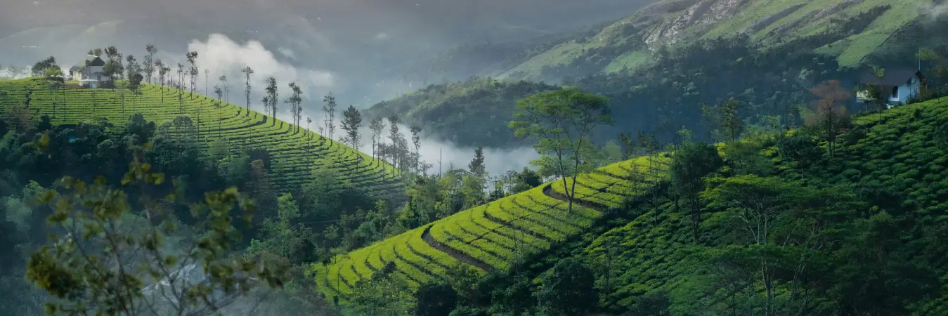 Best Things to Do in Kerala: Backwaters, Hill Stations, Beaches & Hidden Gems 