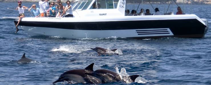 Whale and Dolphin Watching