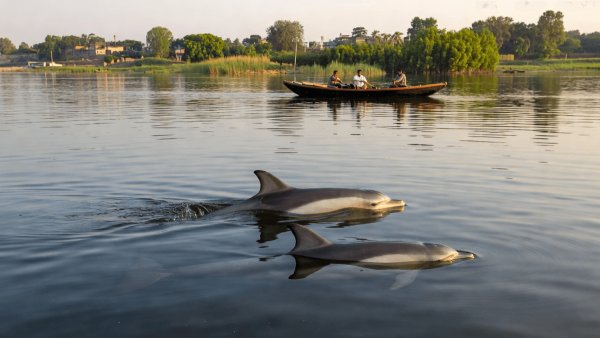 New Dolphin Points Boost Tourism in Varanasi