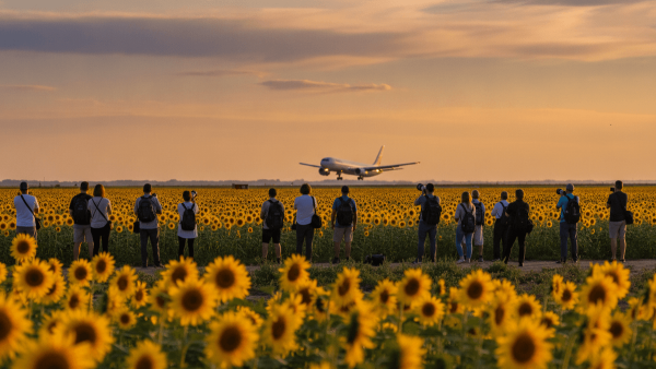 A group of people stand in a vibrant sunflower field at sunset, looking towards an airplane descending in the distance.