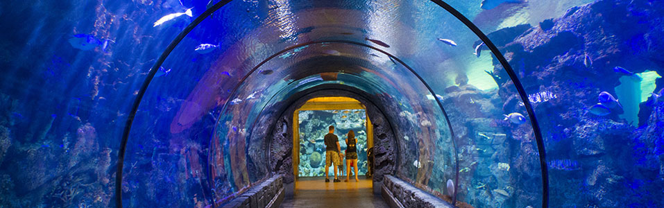 Shark Reef