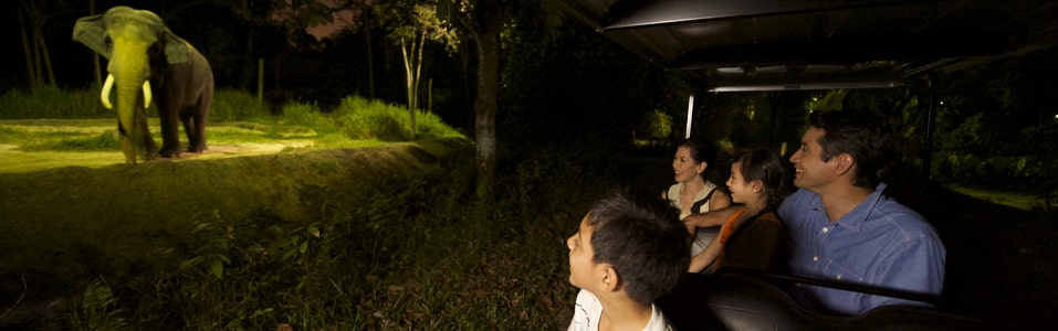 Night Safari