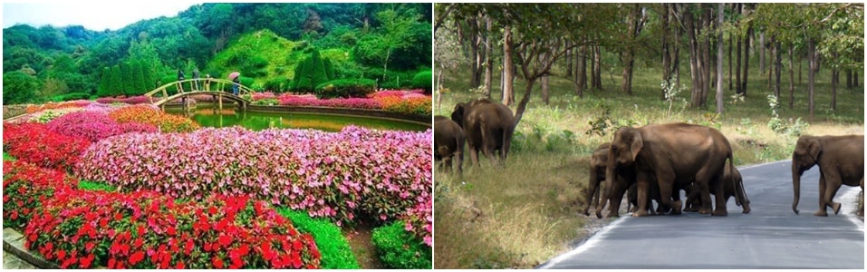 Ooty Government Rose Garden And Mudumalai National Park