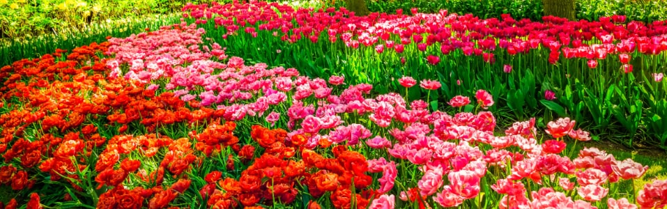 Things to Do in Amsterdam