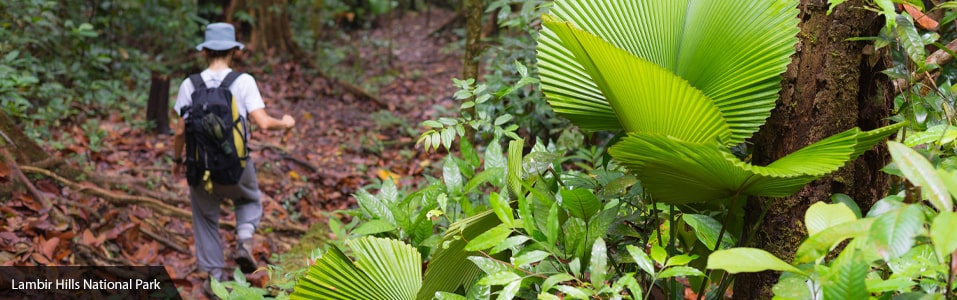 Lambir Hills National Park