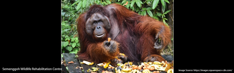 Semenggoh Wildlife Rehabilitation Centre