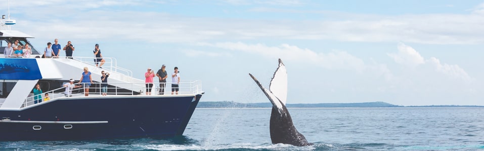 Whale watching