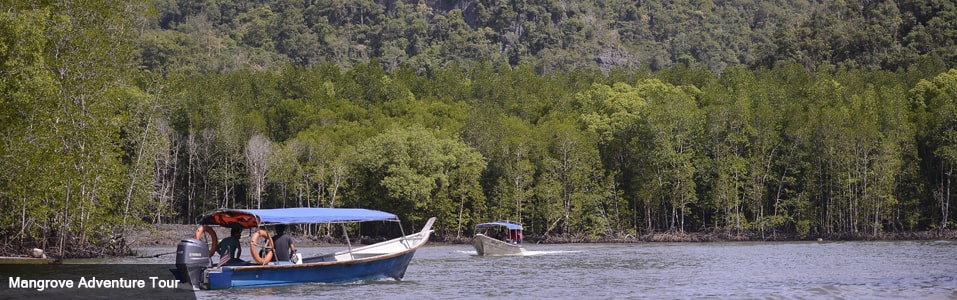 Mangrove Adventure Tour