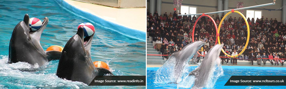 Istanbul Dolphinarium