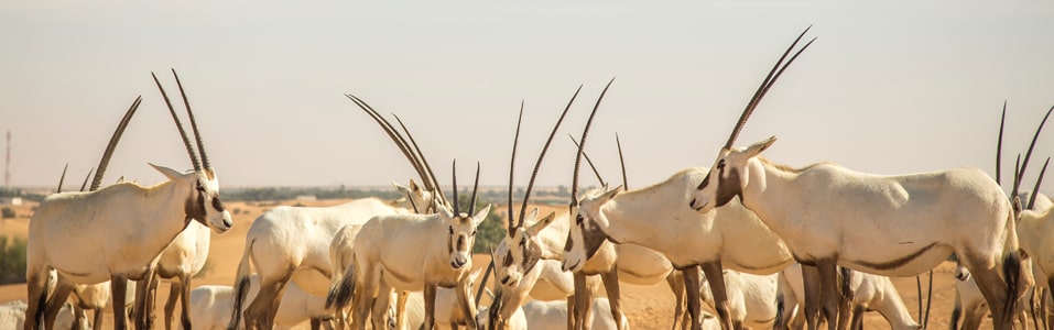 Dubai Desert Conservation Reserve
