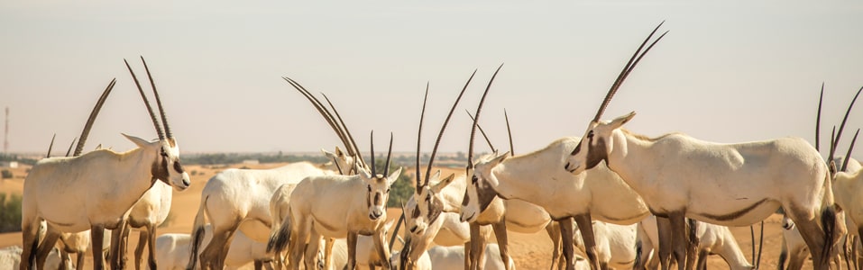 Dubai Desert Conservation Reserve