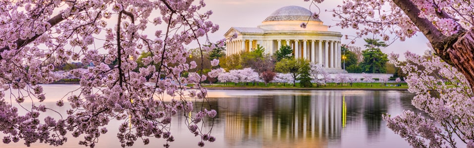 National Cherry Blossom Festival (March-April)