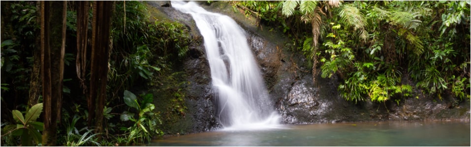 Colo-I-Suva Forest Park