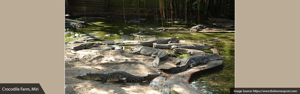 Miri Crocodile Farm cum Mini Zoo