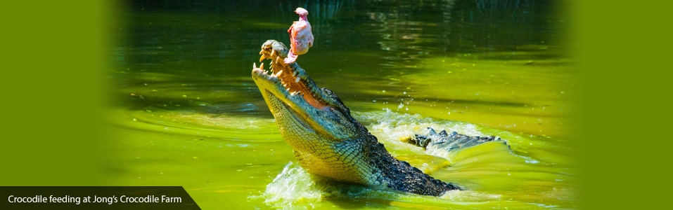 Jong’s Crocodile Farm and Zoo