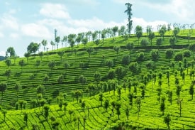 Ooty