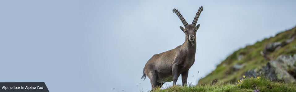 Alpine Zoo Innsbruck: (For Family)