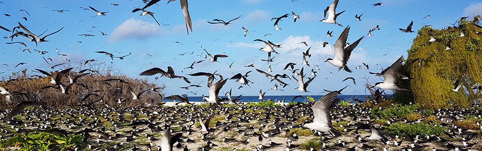 Bird Island