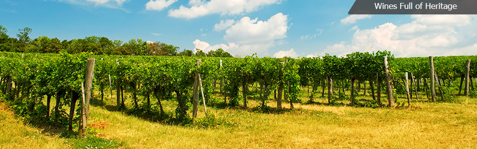 Viennese Wines