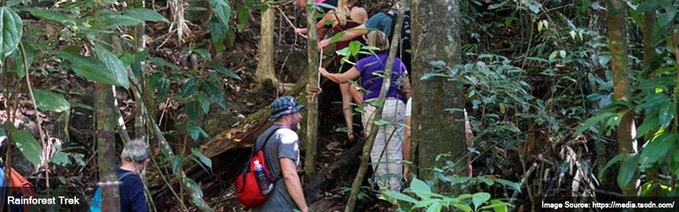Rainforest Trek (For Families)