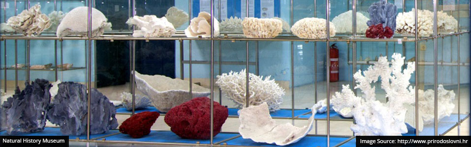 Split Natural History Museum
